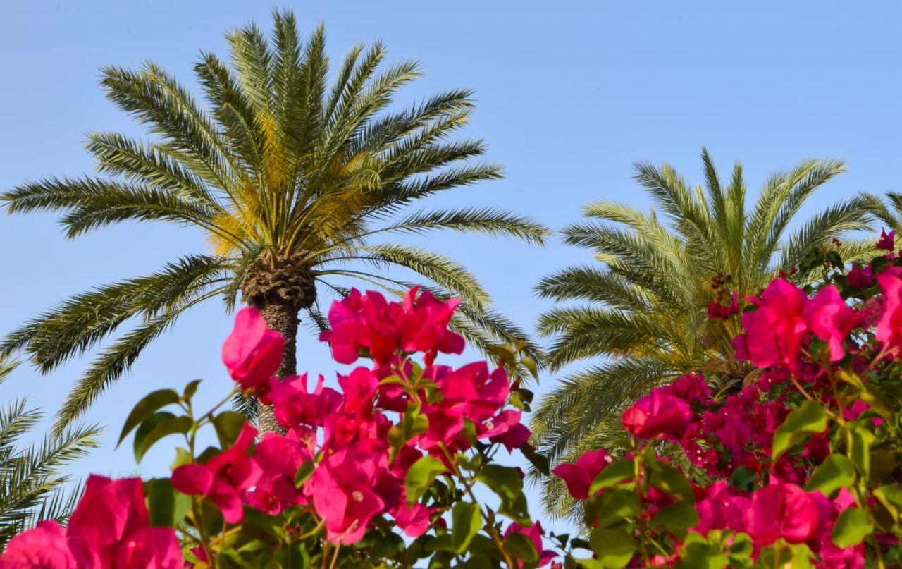 Golden Palms Guest House & Cafe Famagusta  Ngoại thất bức ảnh